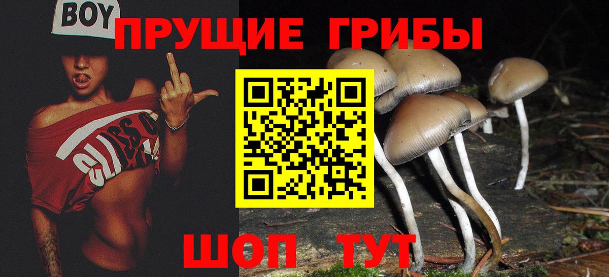 Псилоцибиновые грибы Psilocybine cubensis Нальчик